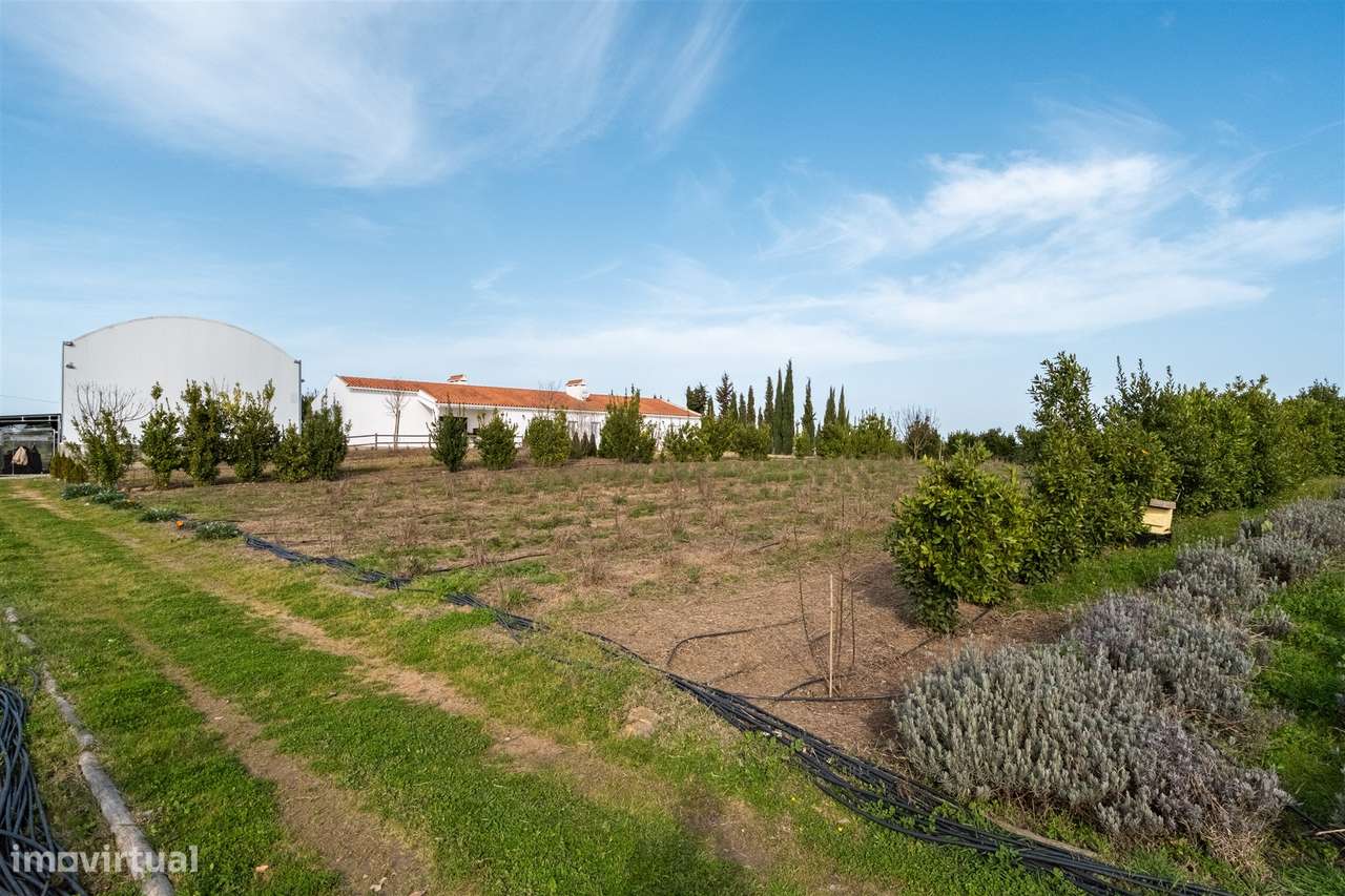 Quinta Biológica - Monte de Palma em Sao Manços com negócio.-52