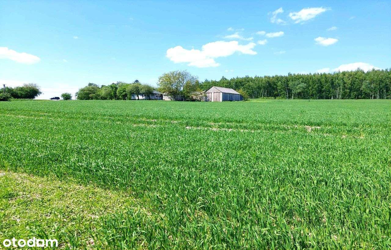 Działka rolno-budowlana. Dębowiec 8 km od Zamościa - Pełny obrazek: 4/12