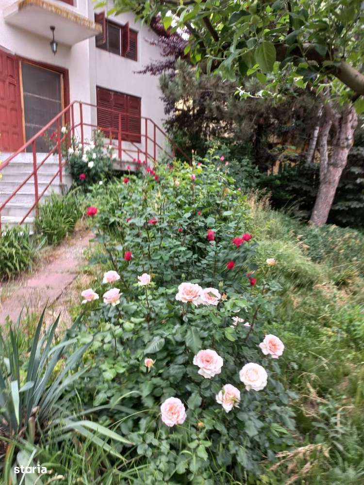 Adunatii Copaceni - Imagine principală: 5/17