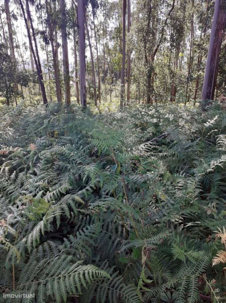 Terreno em Argoncilhe com 1100 m2 - Grande imagem: 4/9