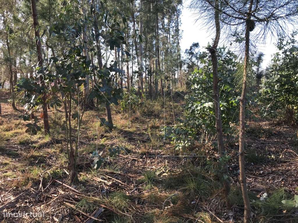 Terreno Urbano em Barrô - Grande imagem: 5/7