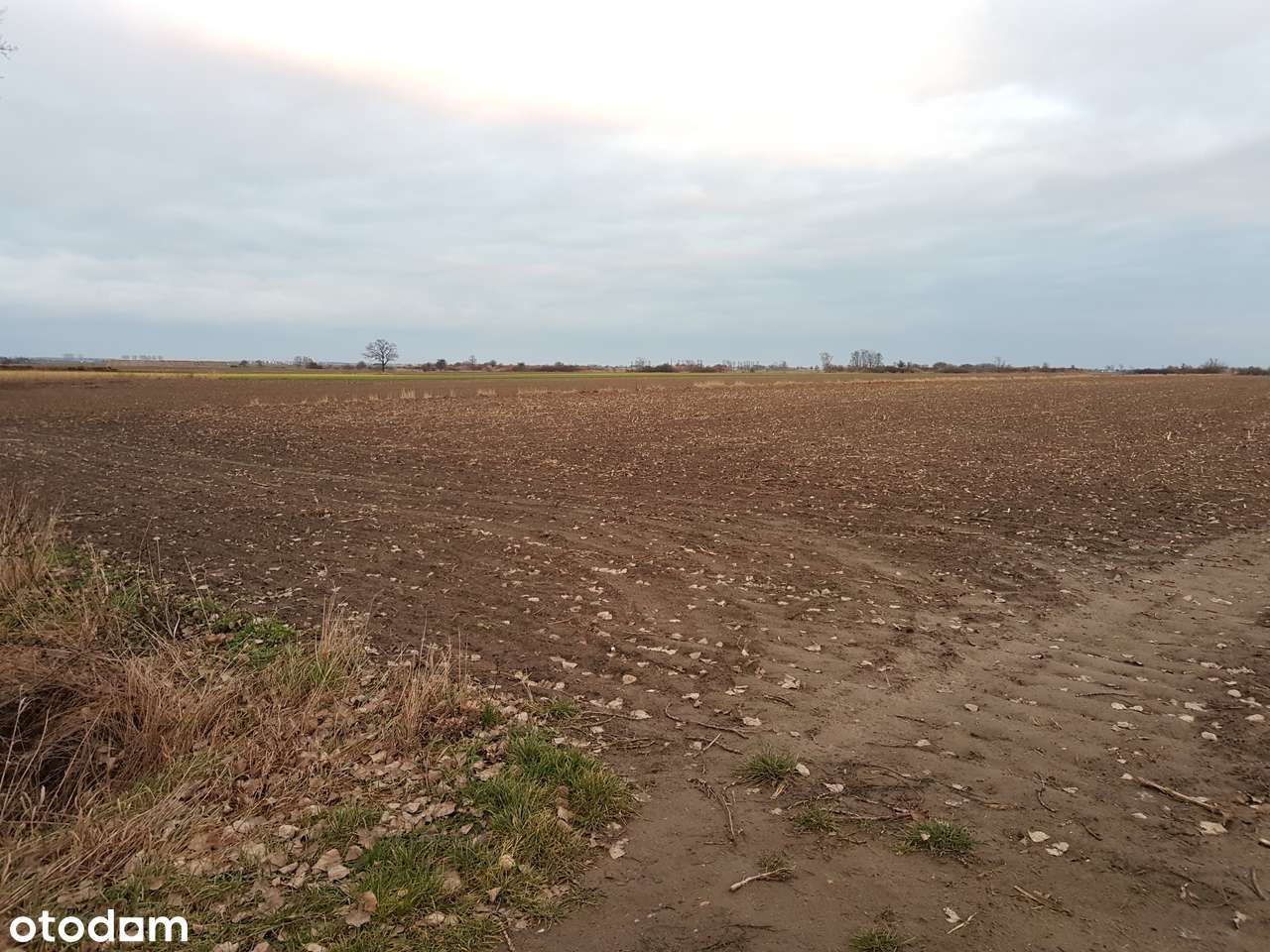 Grunt rolny 2,4 Ha w Goli k. Gostynia, III i IV klasa - Pełny obrazek: 2/2