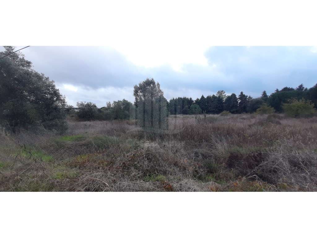 Terreno com 15.000 m² em Plena Natureza na Região de Palmela-15
