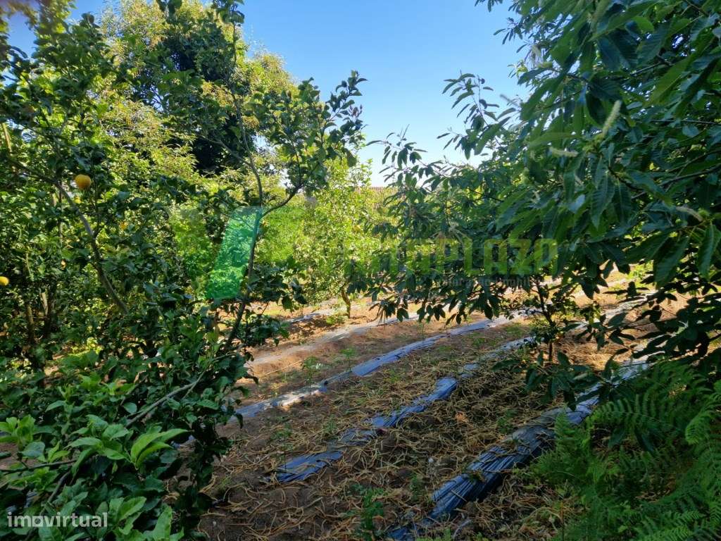 Terreno Rústico em Monchique com 1960 m2 - Grande imagem: 4/4