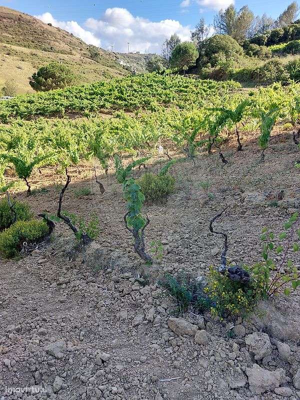 Terreno  para venda-4