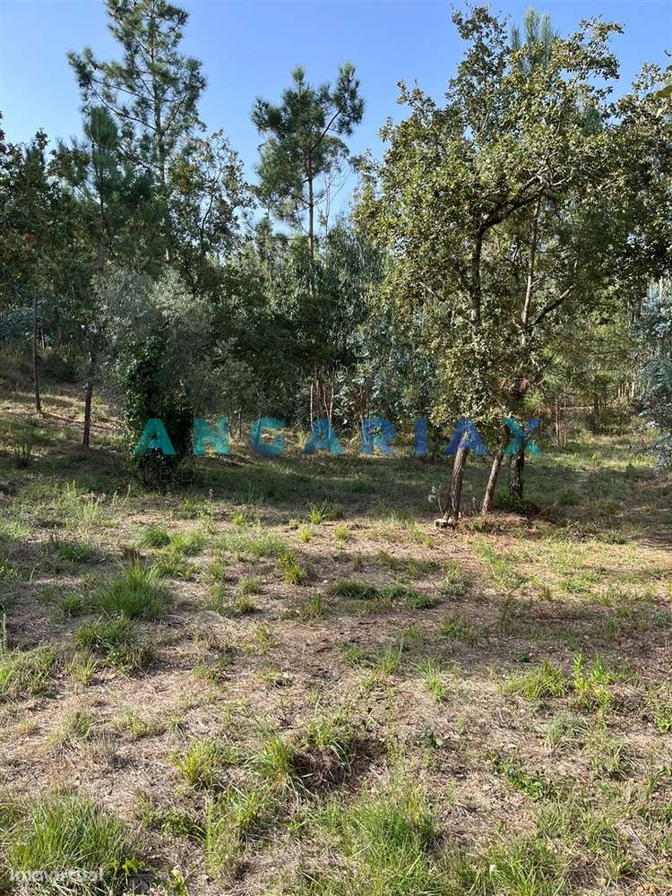 ANG583 - Terreno de 3000m2 para Venda em Zambujo, Leiria - Grande imagem: 2/10