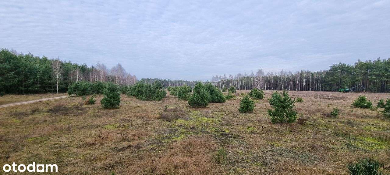 17 działek Rynarzewo ul. Wybudowanie las, spokój, cisza-5