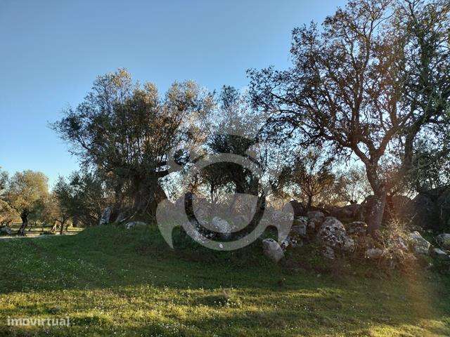 OLIVAL PARA VENDA EM CARRAPATELO - CORVAL-22