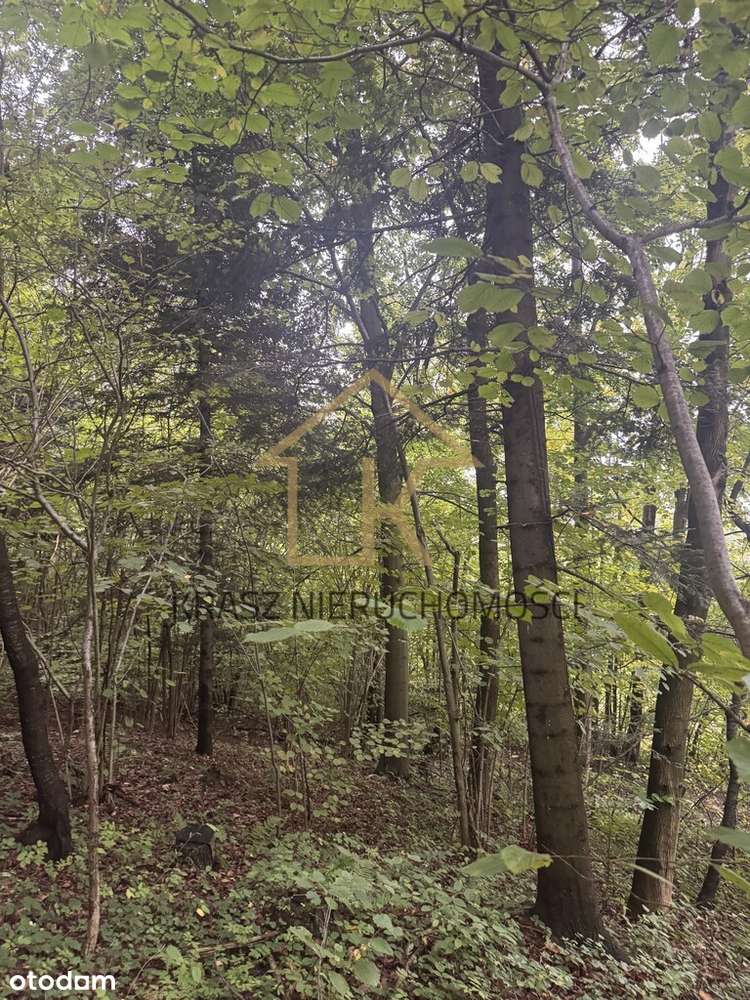 Inwestuj w las: spokój i zysk wartość w jednym - Pełny obrazek: 5/6