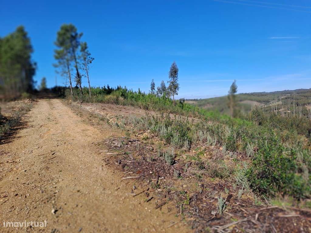 Próximo à Barragem do Vergancinho - Estrada Municipal 536. A curta ... - Grande imagem: 2/6