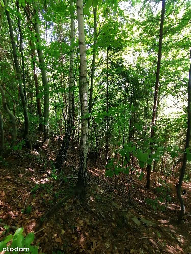 Zawadka, działka rol-bud, 63 ary - Pełny obrazek: 5/5