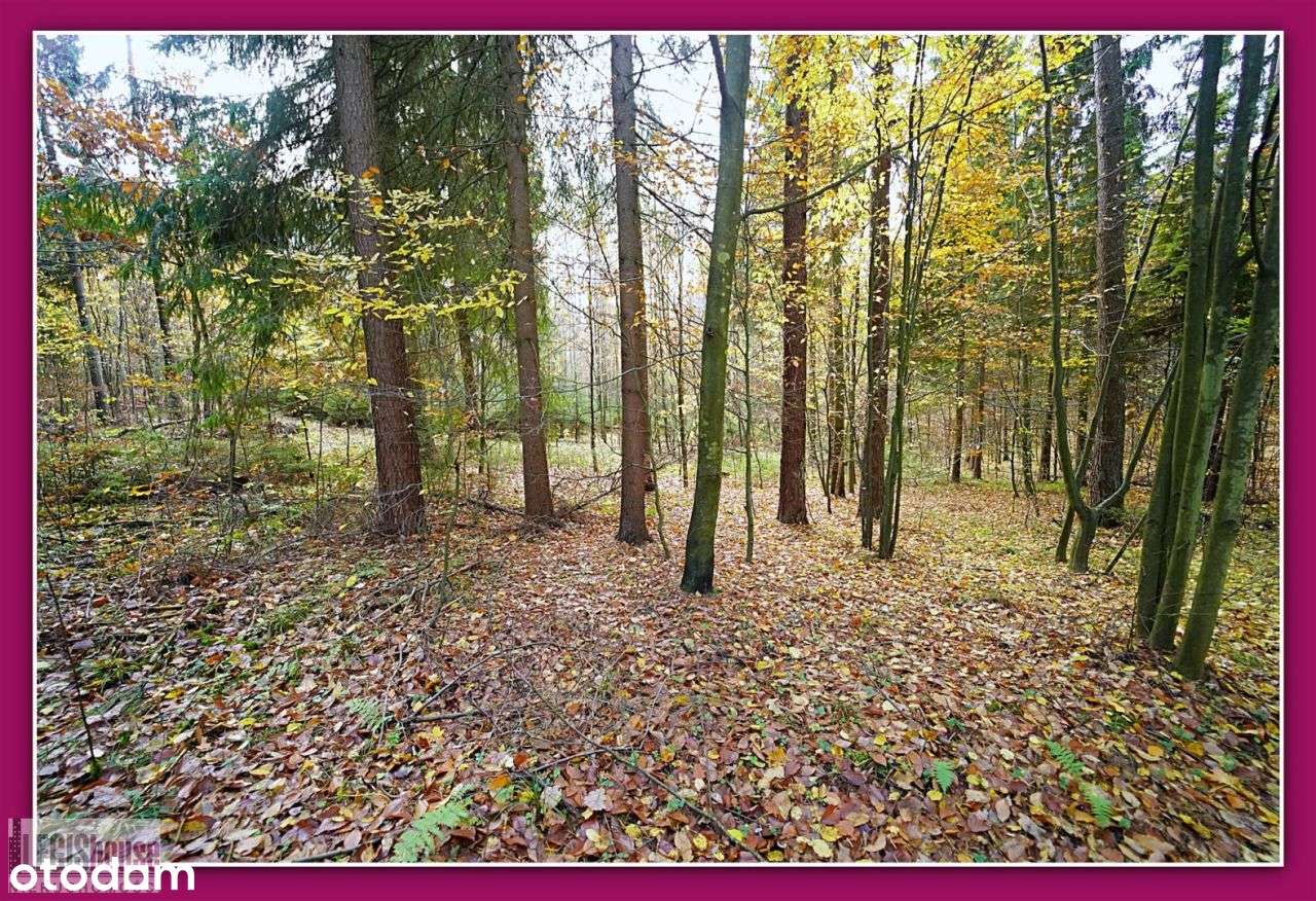 Las 2,2181 Ha*Różnowo*Bogaty Drzewostan*Uzbrojenie-9