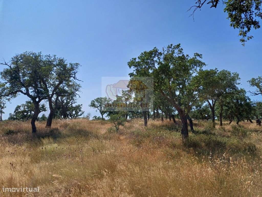 Terreno com 7 hectares - viabilidade para habitação e Turismo-7