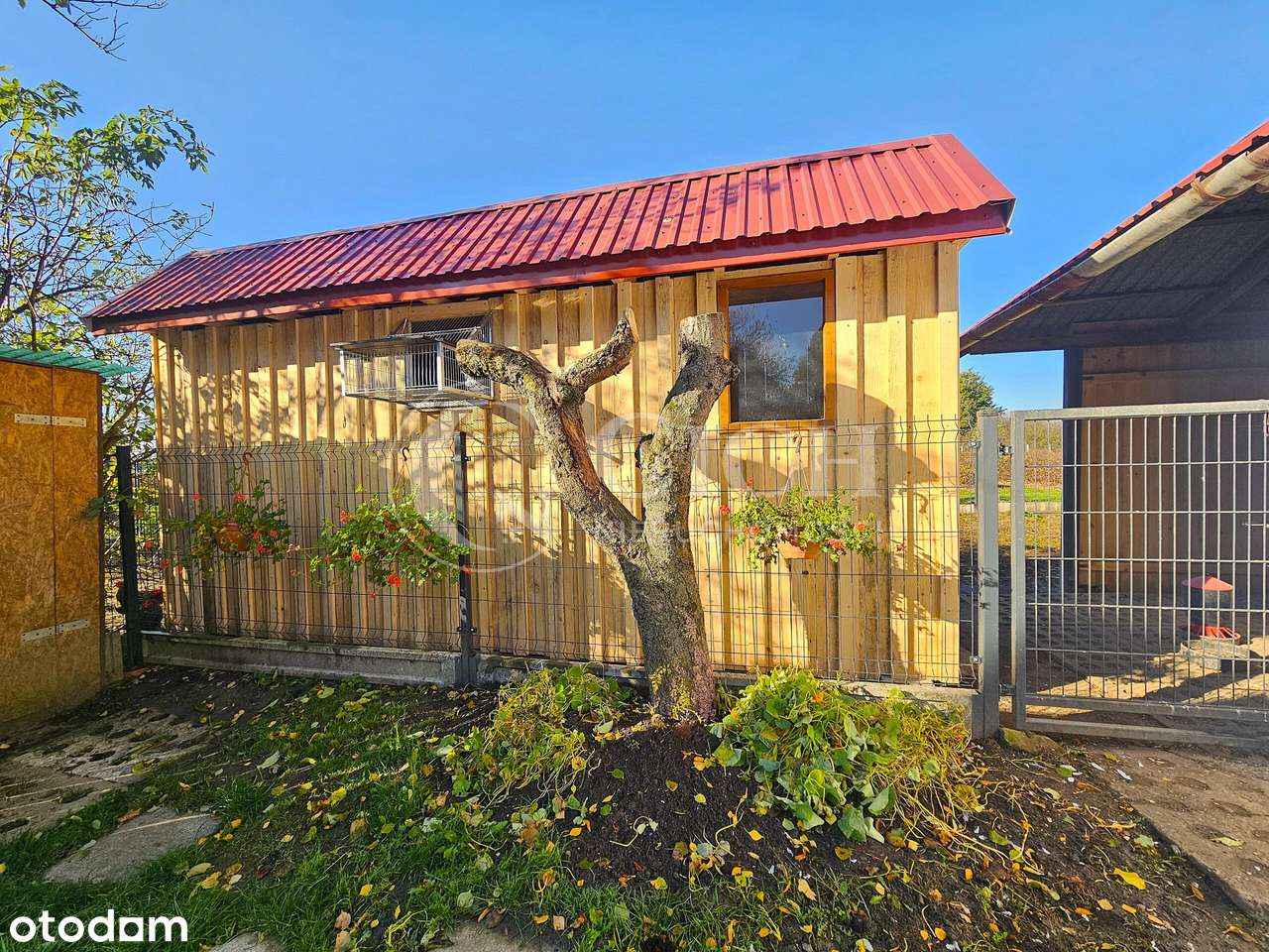 Zadbane siedlisko z prosperującą plantacją jagody kamczackiej.-13