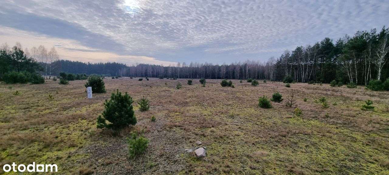 17 działek Rynarzewo ul. Wybudowanie las, spokój, cisza-8