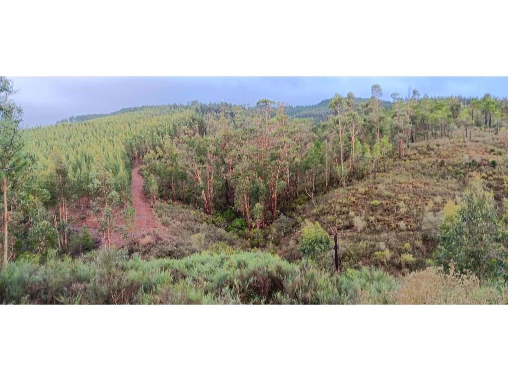Terreno Rústico - 1.800 m² - Horta da Costa, Amêndoa, Mação - Grande imagem: 4/5