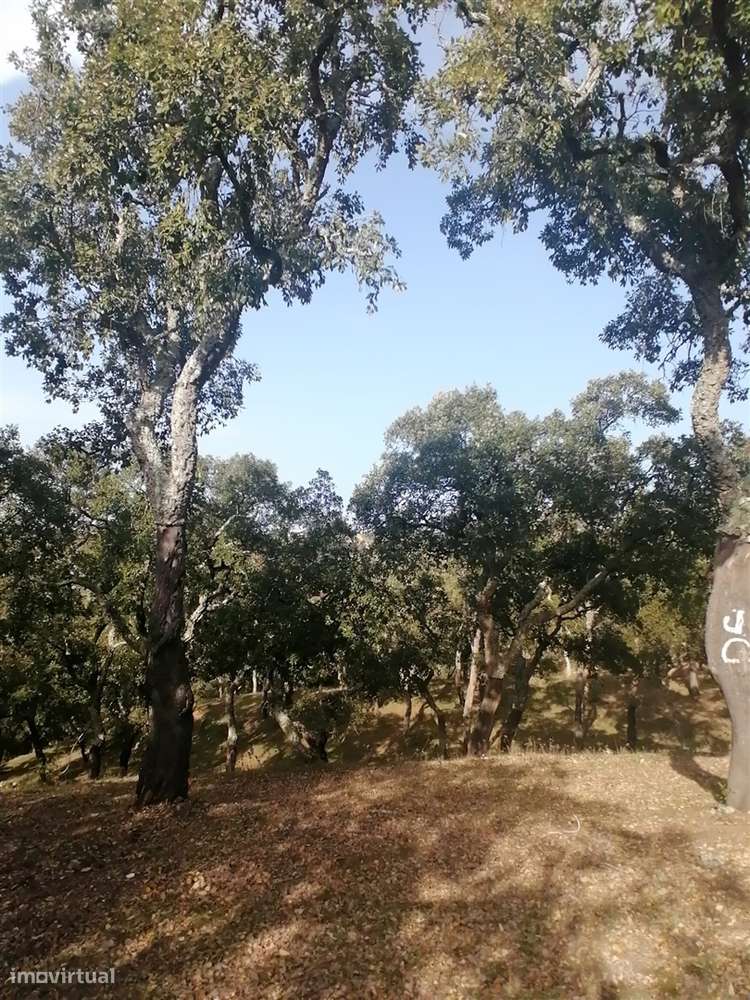 Terreno em Melides - Grande imagem: 5/12