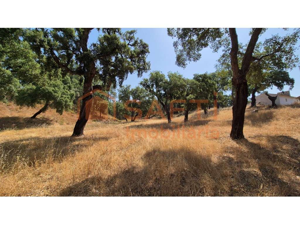 Quinta em Bemposta, Abrantes - Grande imagem: 5/16