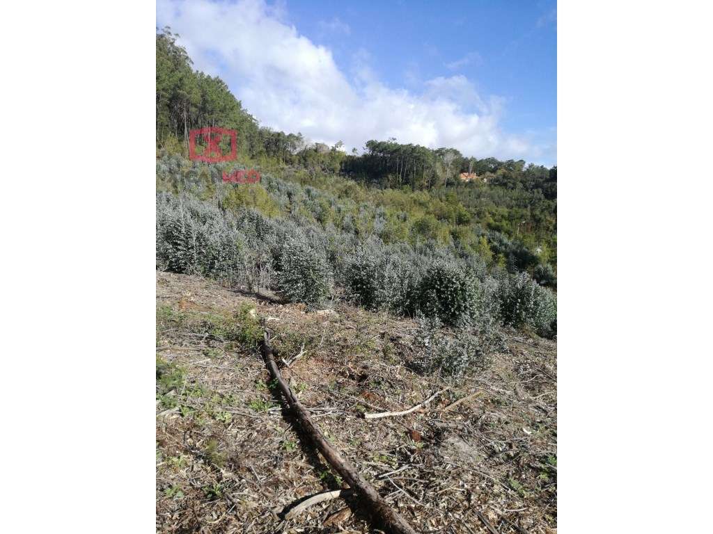 Vale de Lobos - Grande imagem: 4/16