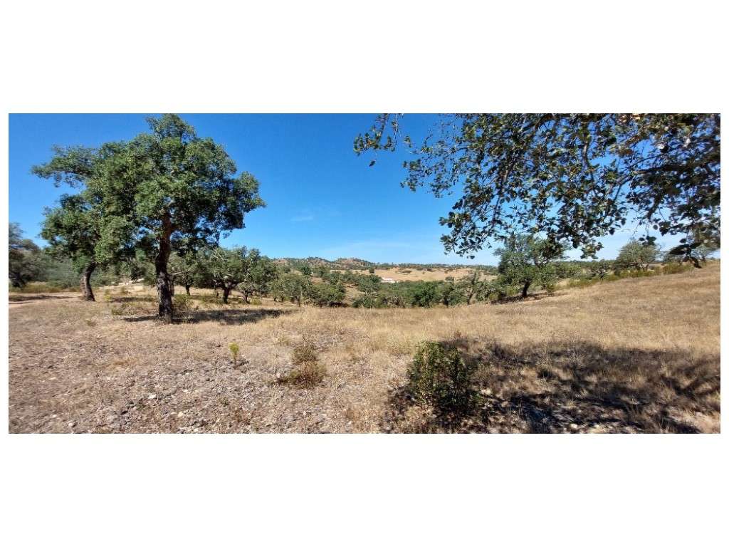 HERDADE 92 ha l Colos-51