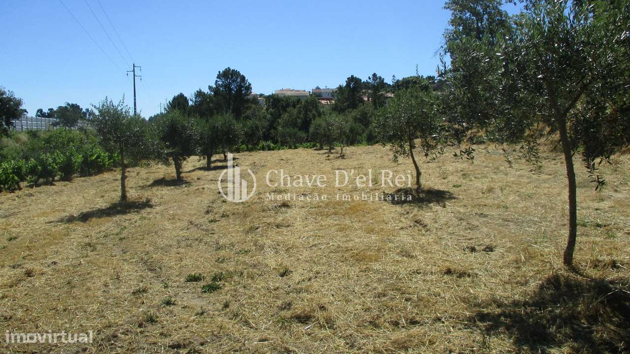 Quintinha  Venda em Freixiosa,Mangualde - Grande imagem: 5/31