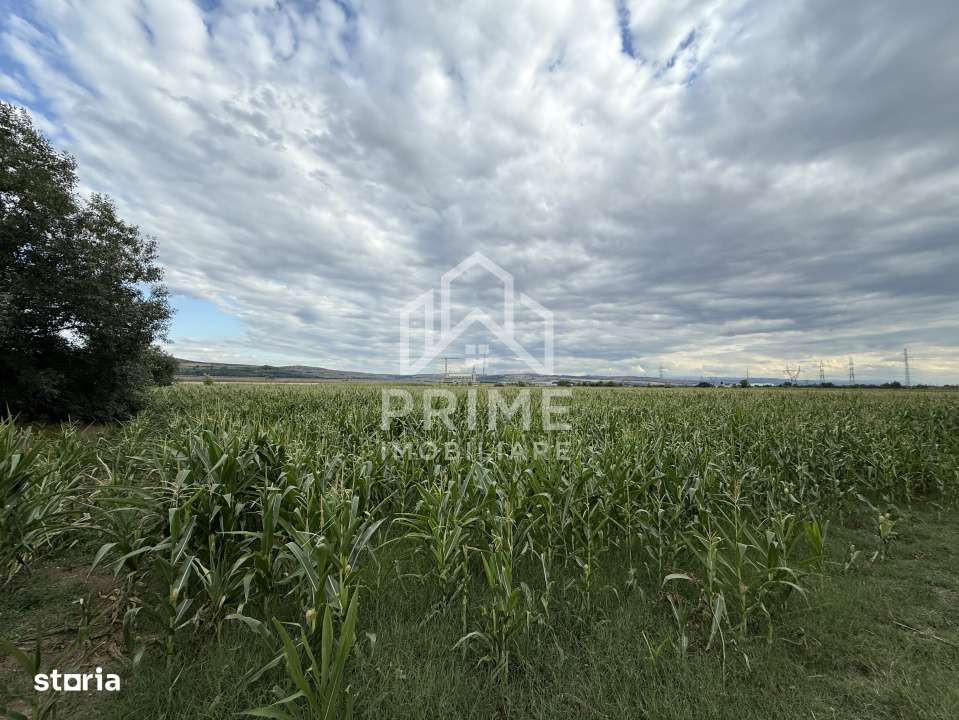 Teren agricol extravilan in zona DNCALB-A10 - Imagine principală: 3/8