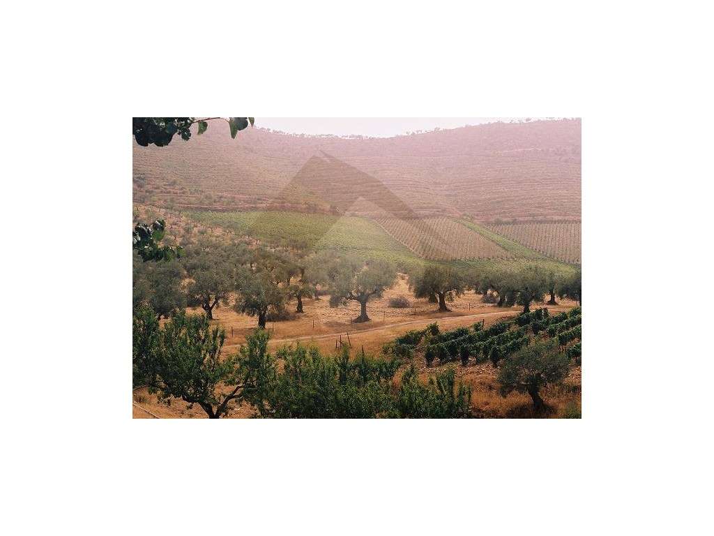 QUINTA COM VINHA - FIGUEIRA DE CASTELO RODRIGO-13