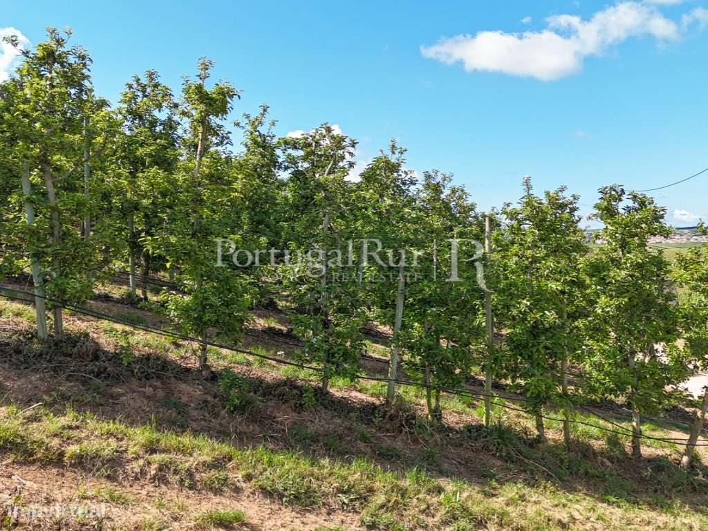 Exploração Agrícola com 37 ha e produção de Pera Rocha no Cadaval-46