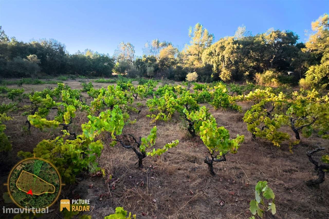 Terreno com Vinha e Poço em Granito | Salgueiro do Campo-7
