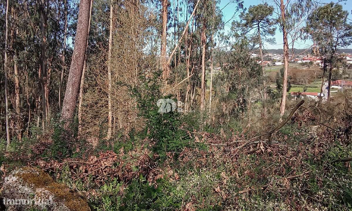 Quinta 40.019m² - Arnoso Stª Eulália - Grande imagem: 4/15