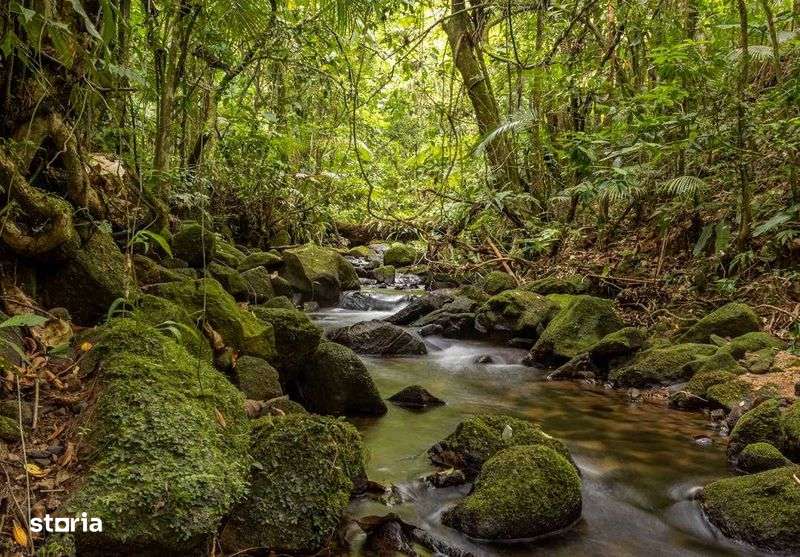 Vand padure in Cartisoara, Jud Sibiu - Imagine principală: 2/3