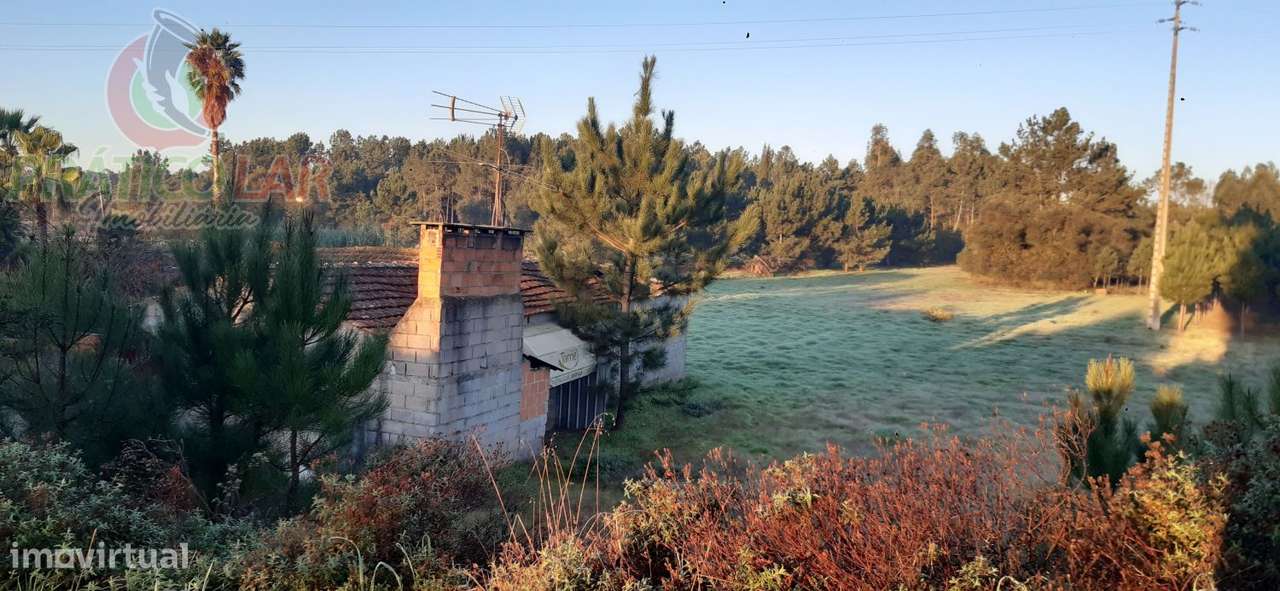 Terreno c viabilidade p construção Oliveira do Bairro - Grande imagem: 4/11