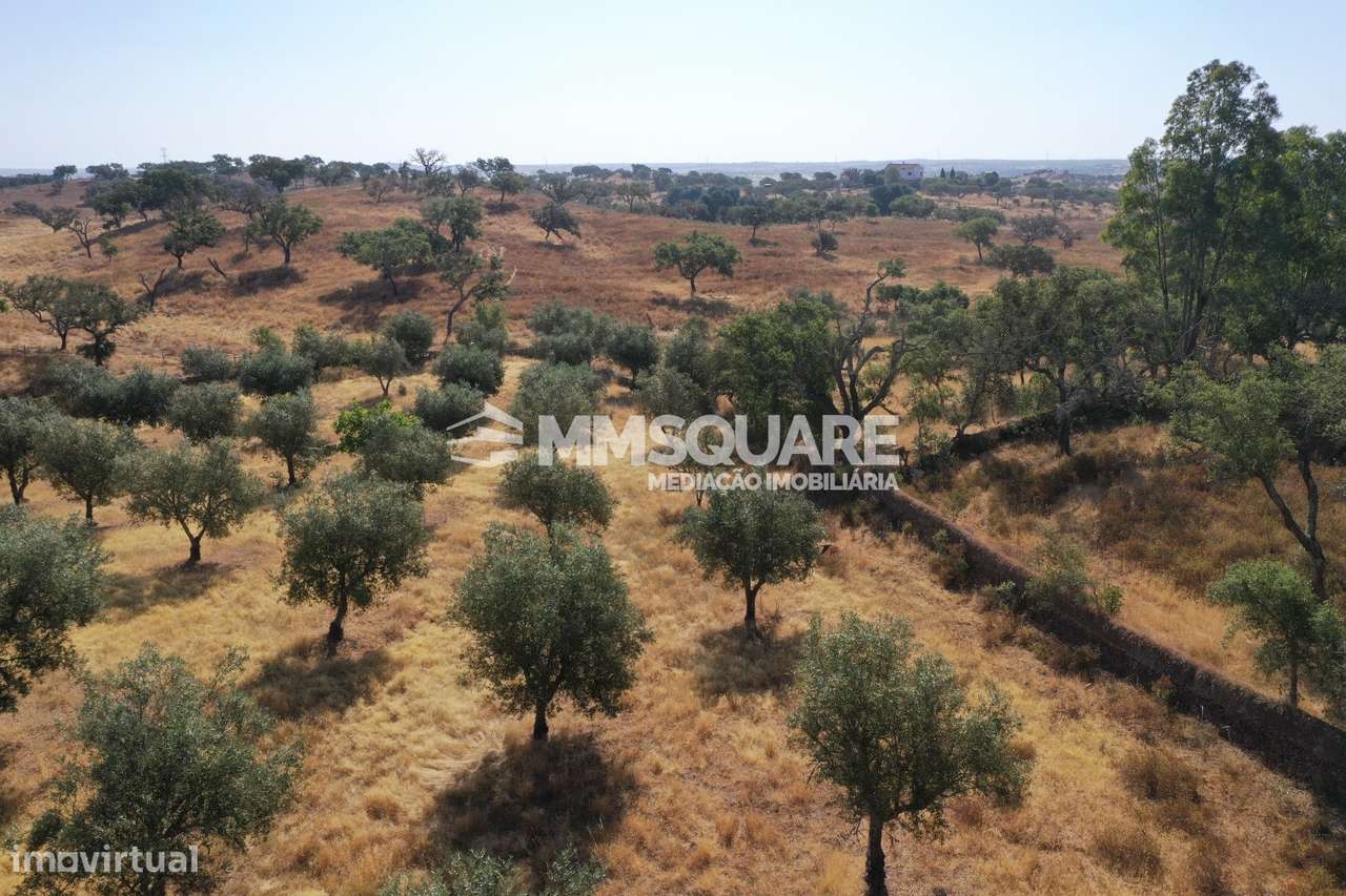 Monte do Chaparral — Ourique-26