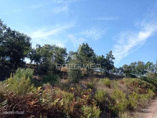 HERDADE 44 hectares em Margem, Gavião - Grande imagem: 5/16