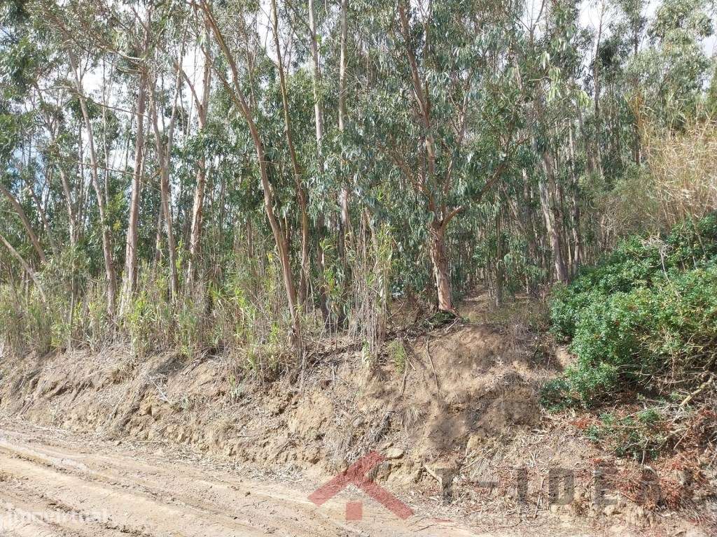 Terreno Rústico - Grande imagem: 4/8