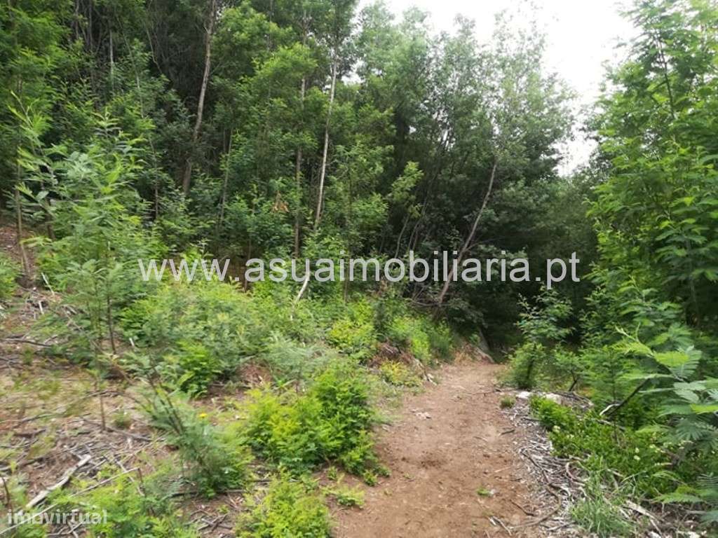 Bouça - Ferreiros - Grande imagem: 5/5