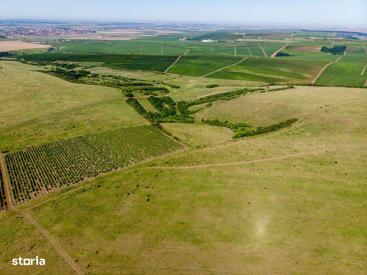 Teren arabil de 147 hectare în Giurgiu - Imagine principală: 3/3
