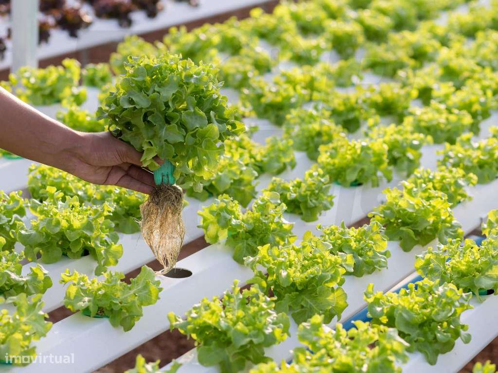 Estufa de Hidroponia com 3.200m2 - Salvaterra de Magos - 1.100.000€ - Grande imagem: 2/2