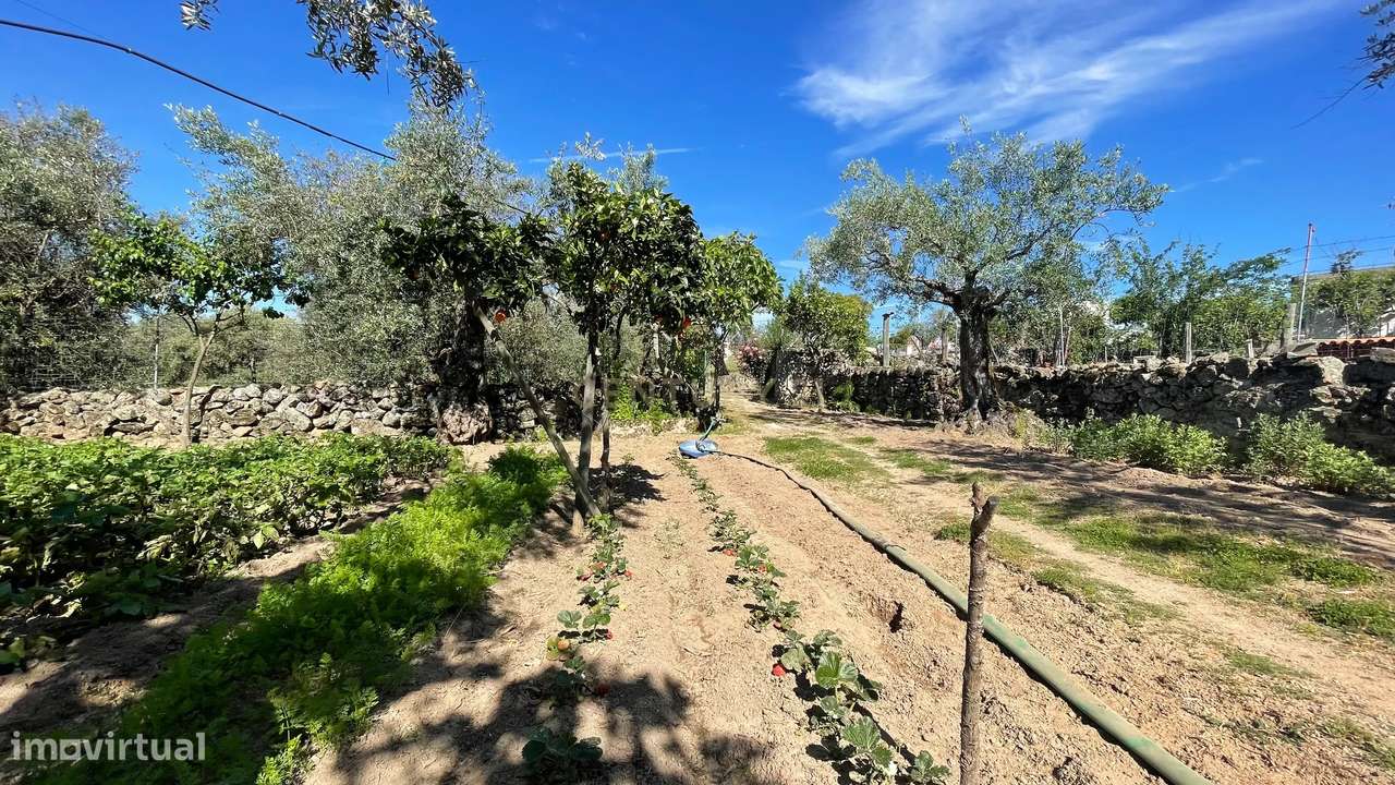 Terreno Rústico | Lousa CTB, Castelo Branco - Grande imagem: 4/28