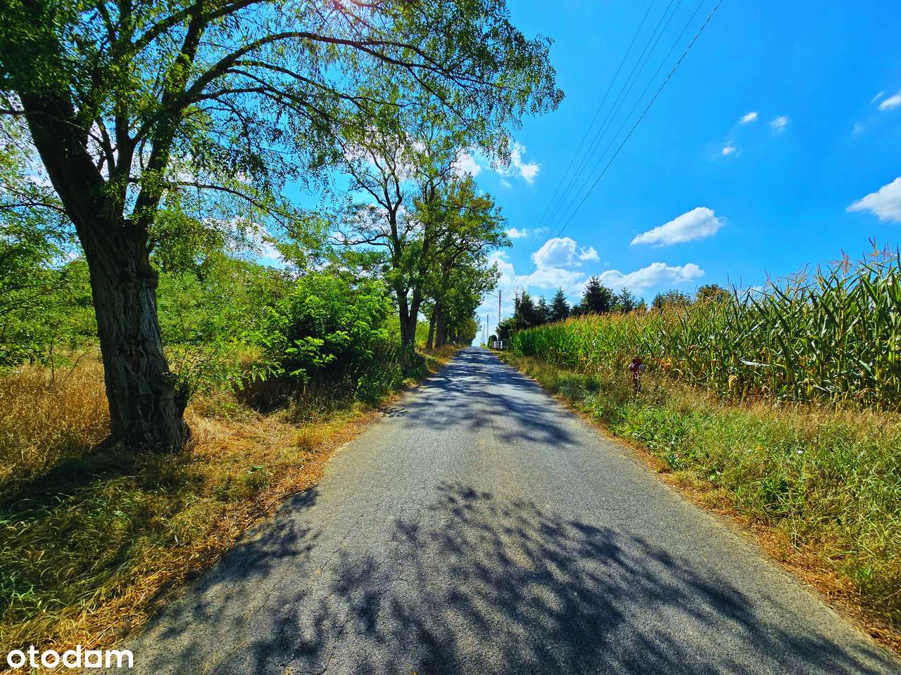 Działka 3309 m2 w Boguszycach | z prądem na działce | 5 km od Rawy Maz - Pełny obrazek: 4/15