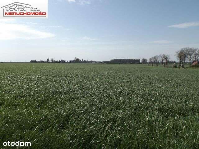 Działka, 3 000 m², Gortatowo - Pełny obrazek: 4/4