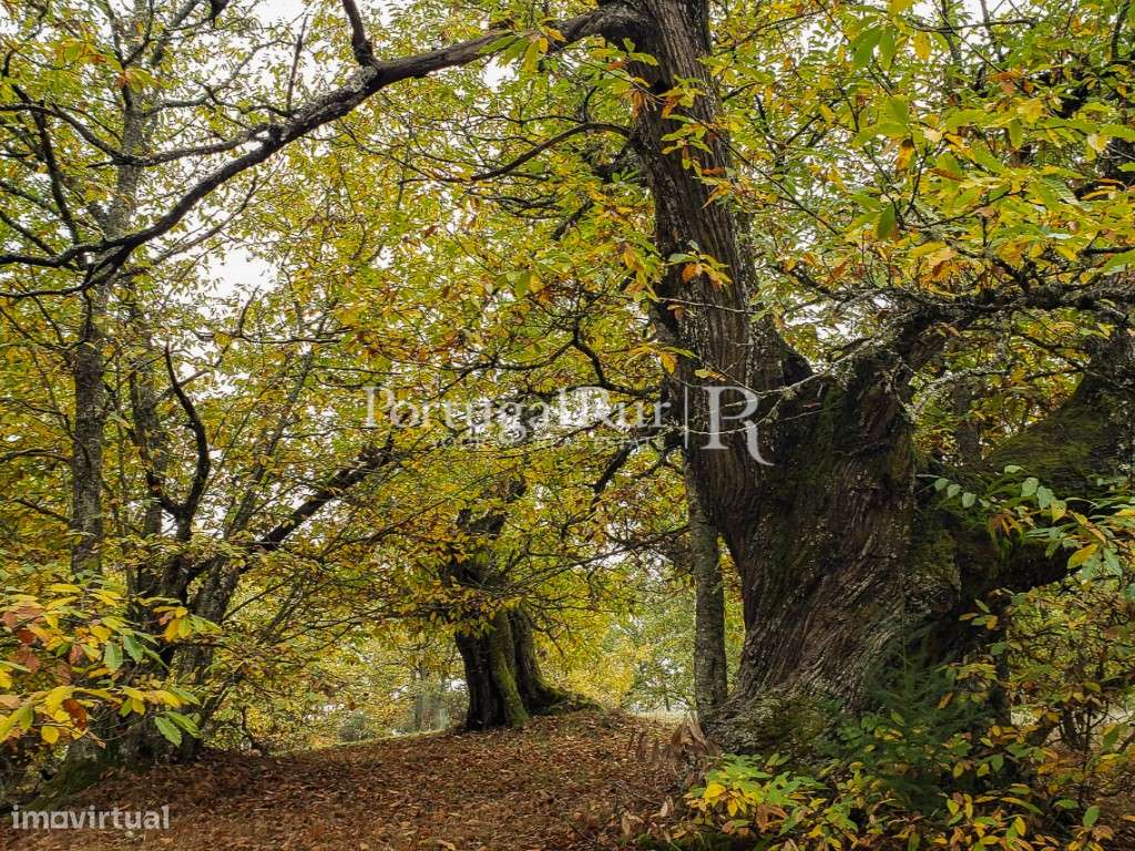 Quinta de 15 ha com várias construções no P. N. de Montesinho - Grande imagem: 5/41