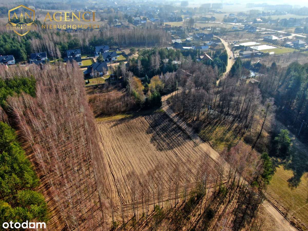 ** Las na wyciągnięcie ręki * Studzianki ** - Pełny obrazek: 5/7