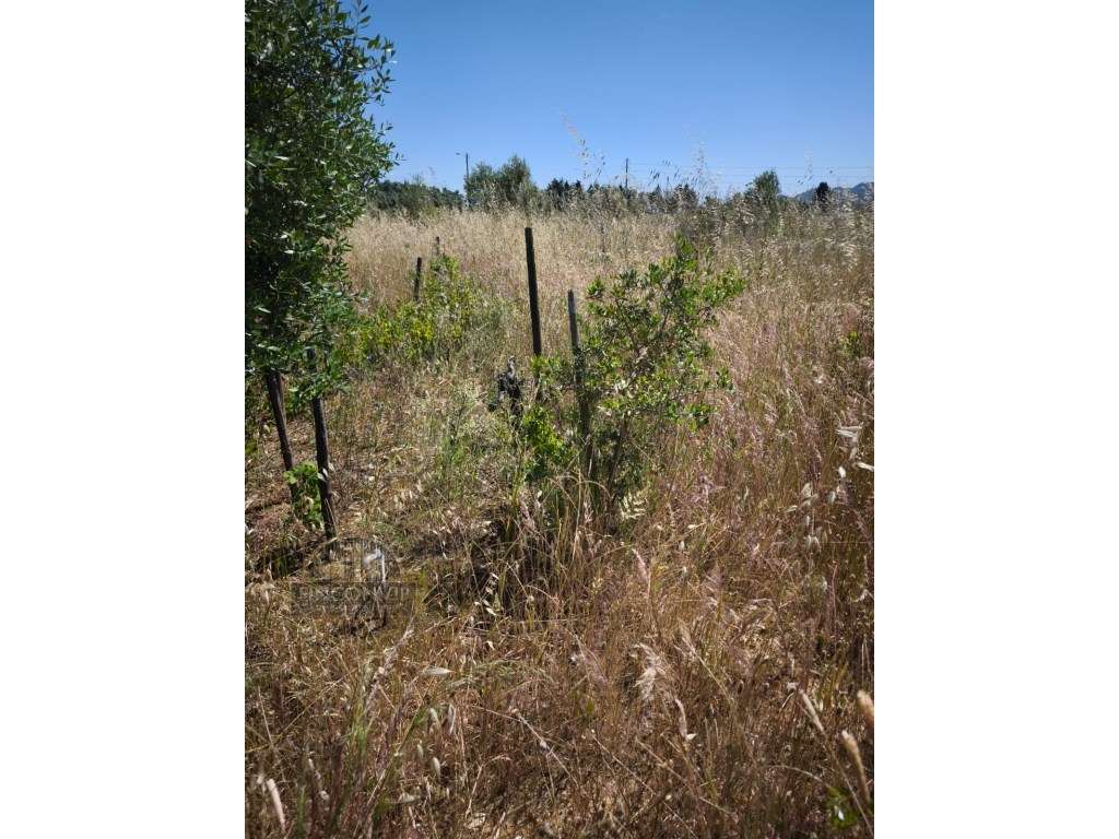 Dois lotes de terrenos rústicos na Quinta de Serralheiras em Palmela - Grande imagem: 2/13