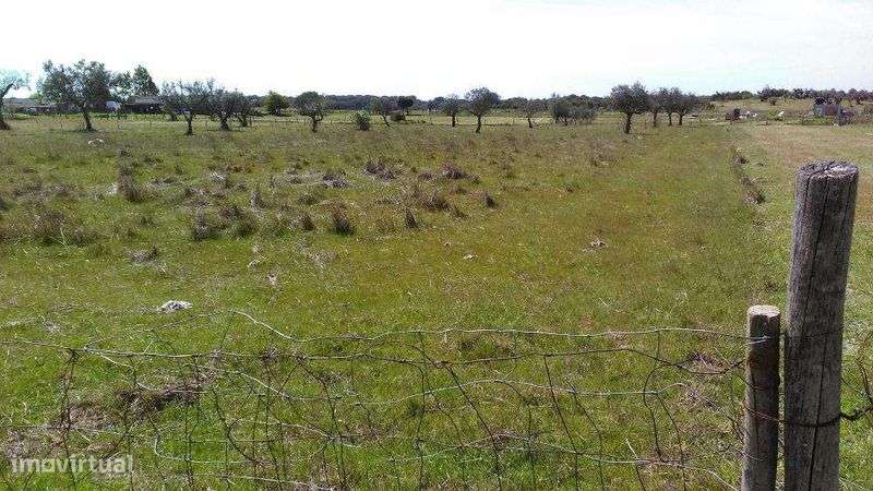 Quintinha com 0,6 Hectare - Grande imagem: 3/6