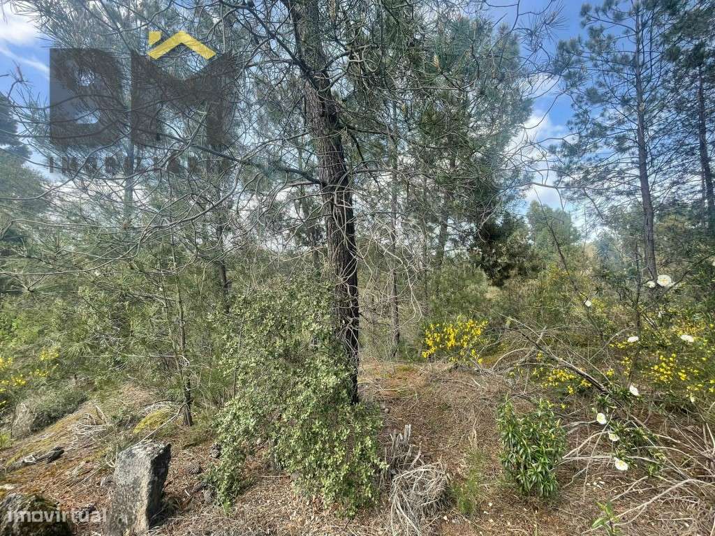 Terreno rustico com 9000m2 em Tinalhas - Grande imagem: 2/10