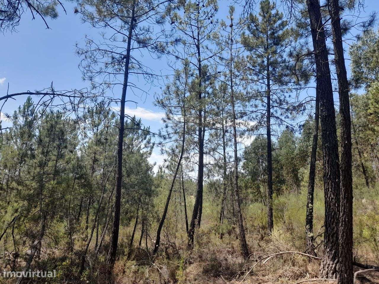 Terreno - Grande imagem: 4/4