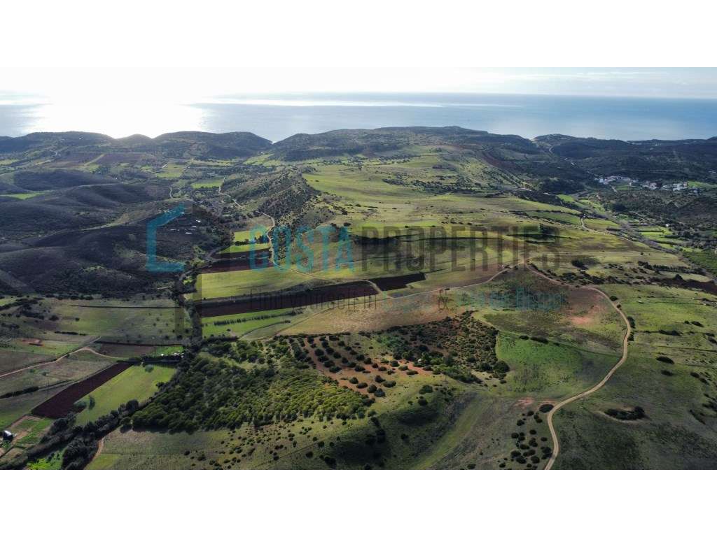 Terreno Rústico com Plantação de Pinheiros na Raposeira - Grande imagem: 3/24