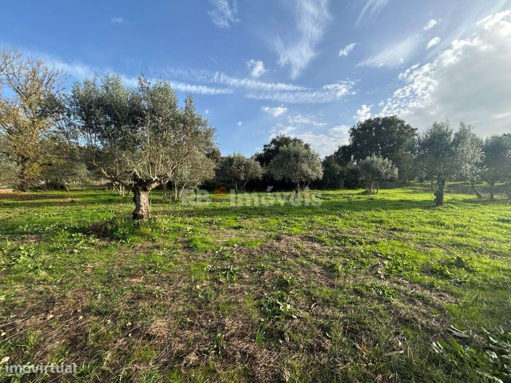 Terreno rústico 3 poços - Cardelas, Tomar - Grande imagem: 3/33