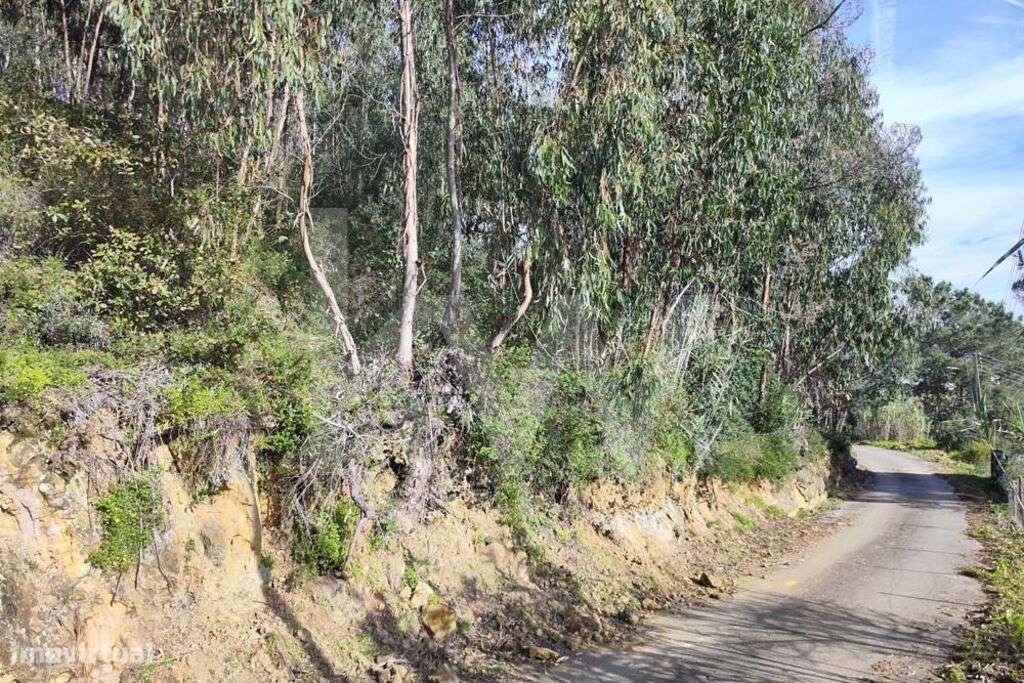 Terreno rústico florestal com vista deslumbrante - Grande imagem: 3/31